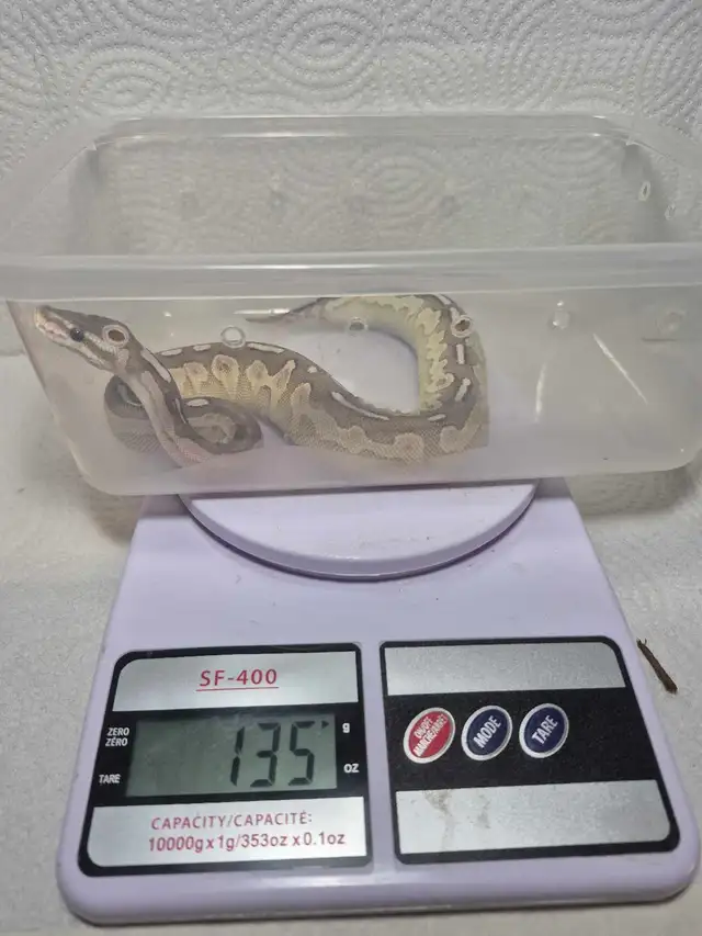 female juvenile ball python - Photo 2