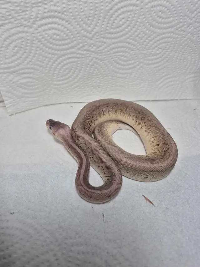 2 female juvenile ball pythons