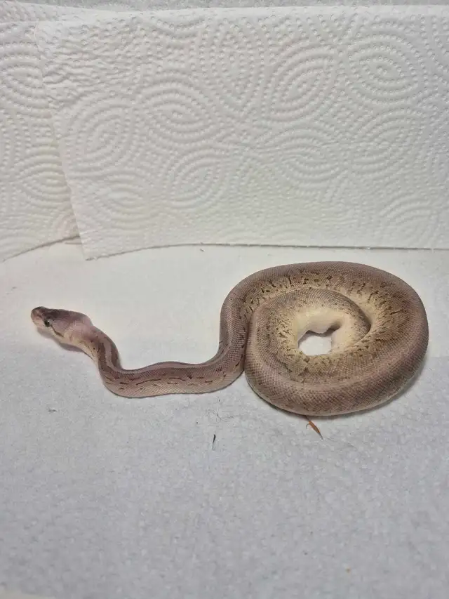 2 female juvenile ball pythons - Photo 2