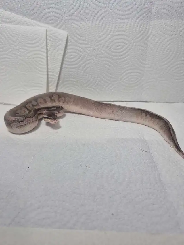 2 female juvenile ball pythons - Photo 3