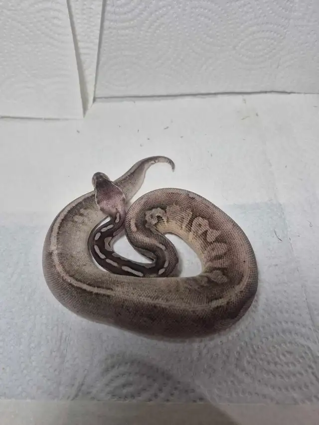 2 female juvenile ball pythons - Photo 4