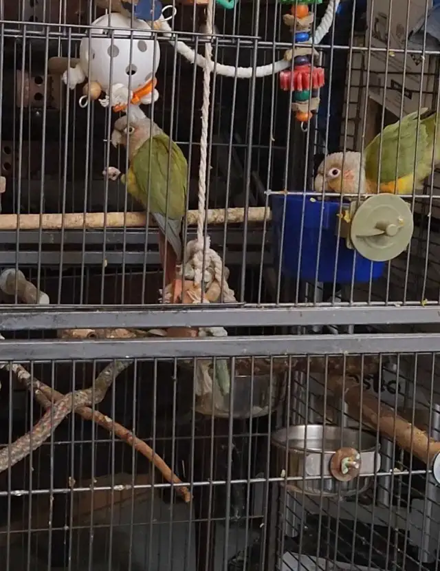 Sun conure birds