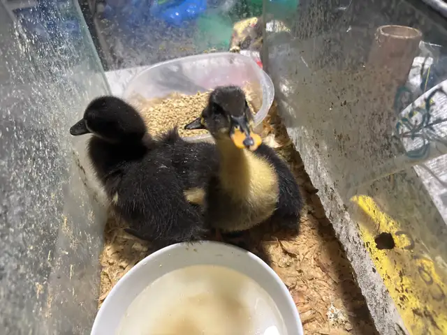 canard à vendre baby $10