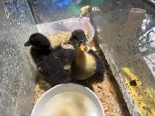 canard à vendre baby $10