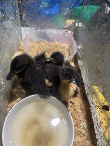 canard à vendre baby $10 - Photo 2