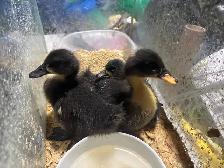 canard à vendre baby $10 - Photo 3