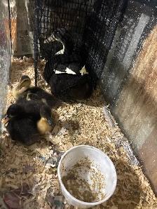 canard à vendre baby $10 - Photo 4