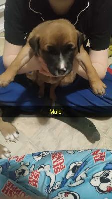 puppys for sale - Photo 2