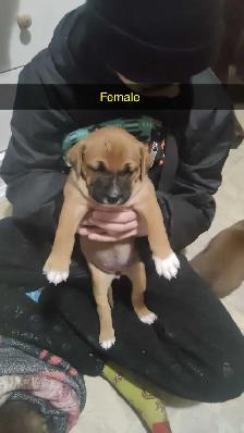 puppys for sale - Photo 3