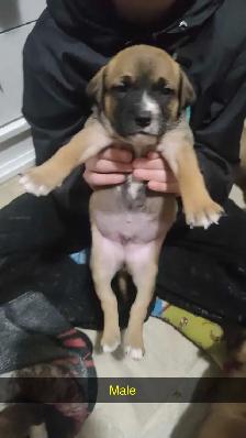 puppys for sale - Photo 4