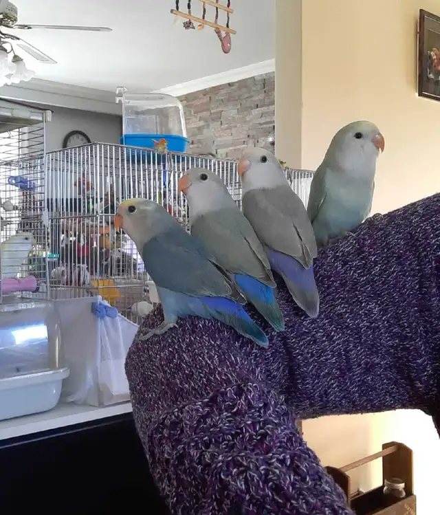 beaux bébés inséparables roseicollis nourrient à la main