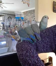 beaux bébés inséparables roseicollis nourrient à la main