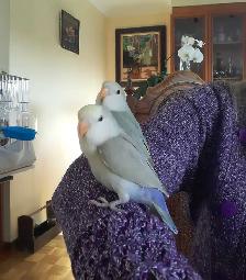 beaux bébés inséparables roseicollis nourrient à la main - Photo 3