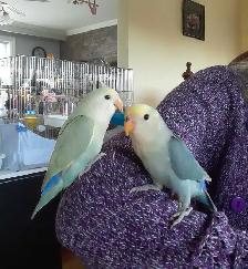 beaux bébés inséparables roseicollis nourrient à la main - Photo 5