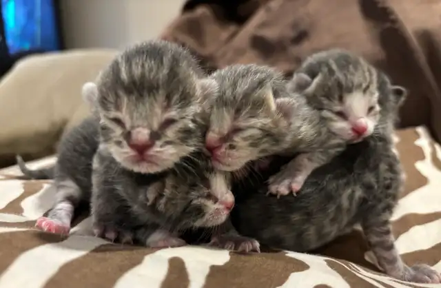 BABY KITTENS HALF PERSIAN HALF DOMESTIC/ RUSSIAN BLUE