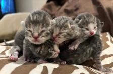 BABY KITTENS HALF PERSIAN HALF DOMESTIC/ RUSSIAN BLUE