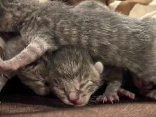 BABY KITTENS HALF PERSIAN HALF DOMESTIC/ RUSSIAN BLUE - Photo 2
