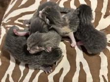 BABY KITTENS HALF PERSIAN HALF DOMESTIC/ RUSSIAN BLUE - Photo 3