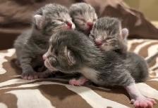 BABY KITTENS HALF PERSIAN HALF DOMESTIC/ RUSSIAN BLUE - Photo 4