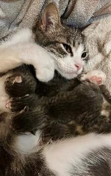 BABY KITTENS HALF PERSIAN HALF DOMESTIC/ RUSSIAN BLUE - Photo 5