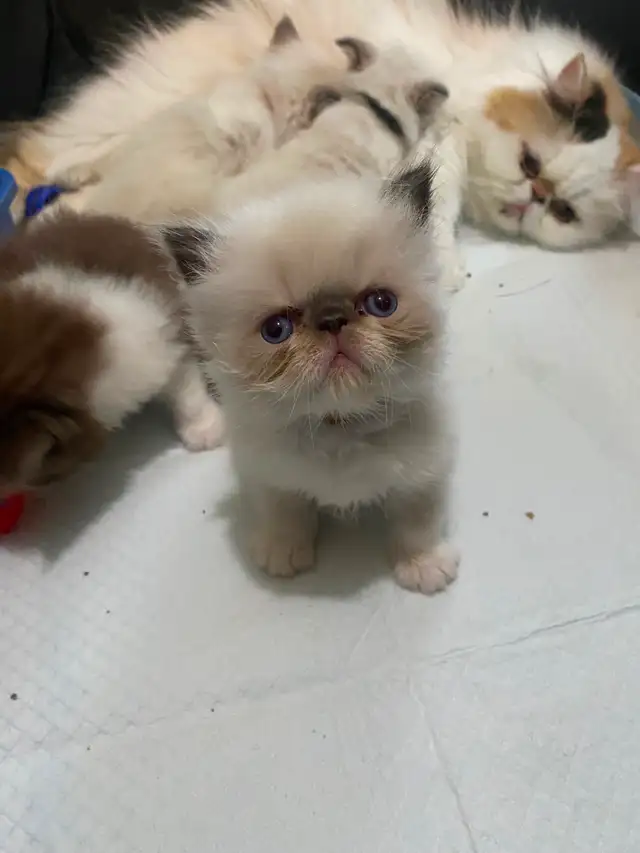 3 long haired exotic kittens (which is a type of Persian)