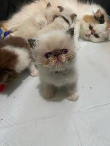 3 long haired exotic kittens (which is a type of Persian)