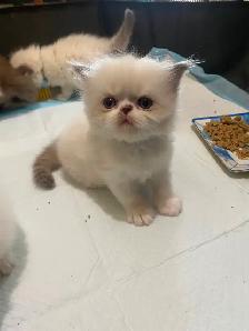 3 long haired exotic kittens (which is a type of Persian) - Photo 2