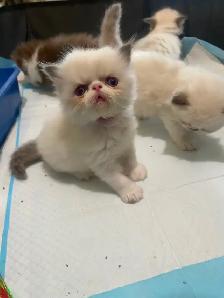 3 long haired exotic kittens (which is a type of Persian) - Photo 3