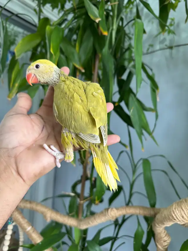 Indian ringneck babies (Olive acewing)