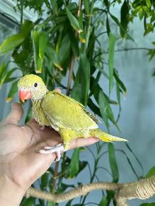 Indian ringneck babies (Olive acewing) - Photo 2