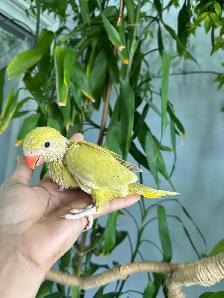 Indian ringneck babies (Olive acewing) - Photo 3