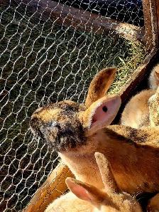 WILL TAKE ANY RABBITS BEING GIVEN AWAY