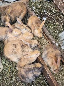 WILL TAKE ANY RABBITS BEING GIVEN AWAY - Photo 2