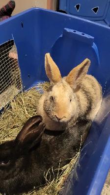 WILL TAKE ANY RABBITS BEING GIVEN AWAY - Photo 3