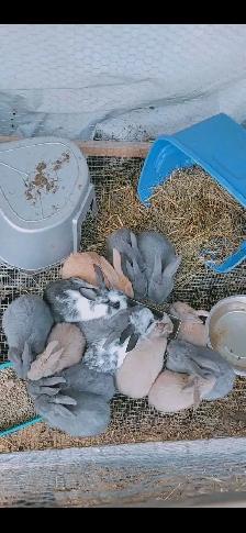 WILL TAKE ANY RABBITS BEING GIVEN AWAY - Photo 4