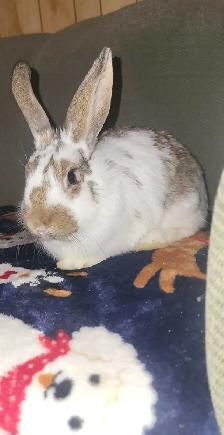 WILL TAKE ANY RABBITS BEING GIVEN AWAY - Photo 5