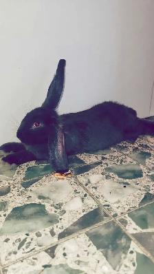 WILL TAKE ANY RABBITS BEING GIVEN AWAY - Photo 6