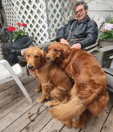 Last Minute Dog Sitter /Boarding /Sitting With Pick Up &Deliver - Photo 2