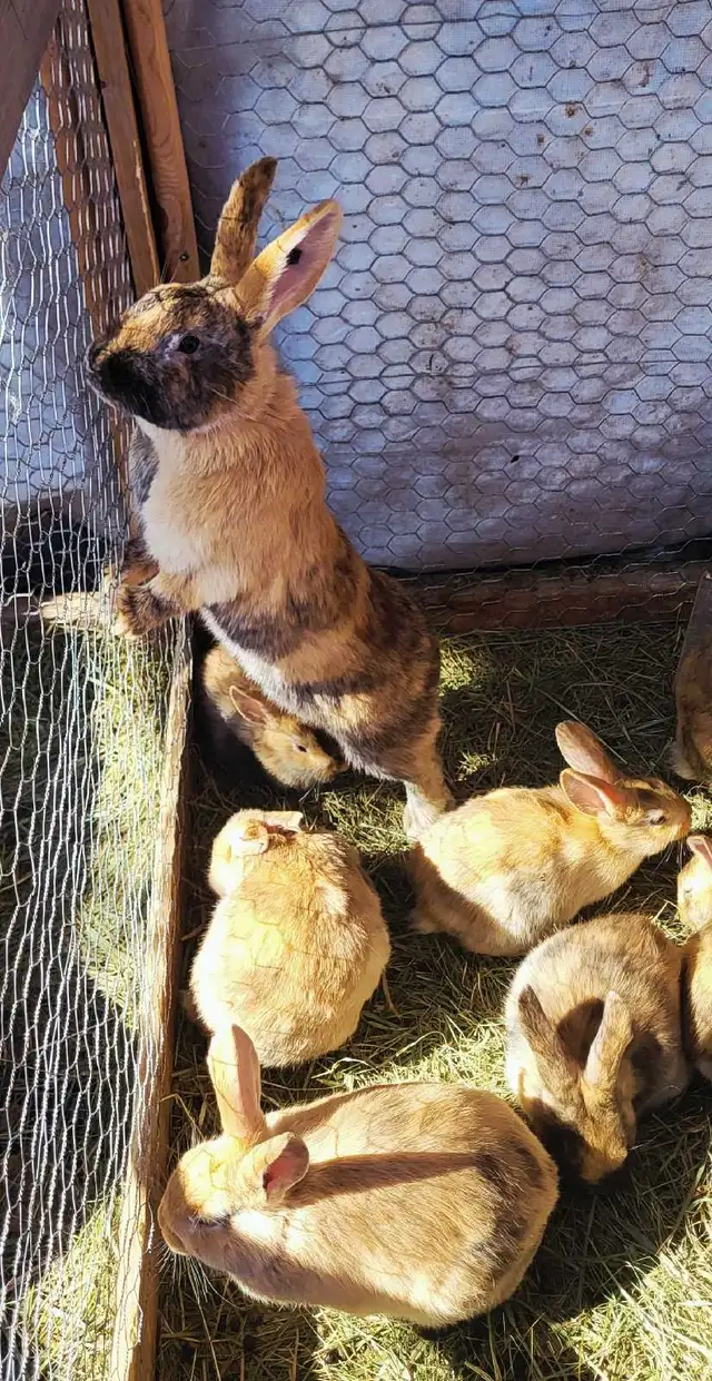 WILL TAKE ANY RABBITS BEING GIVEN AWAY!