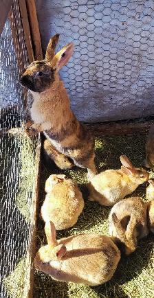 WILL TAKE ANY RABBITS BEING GIVEN AWAY!