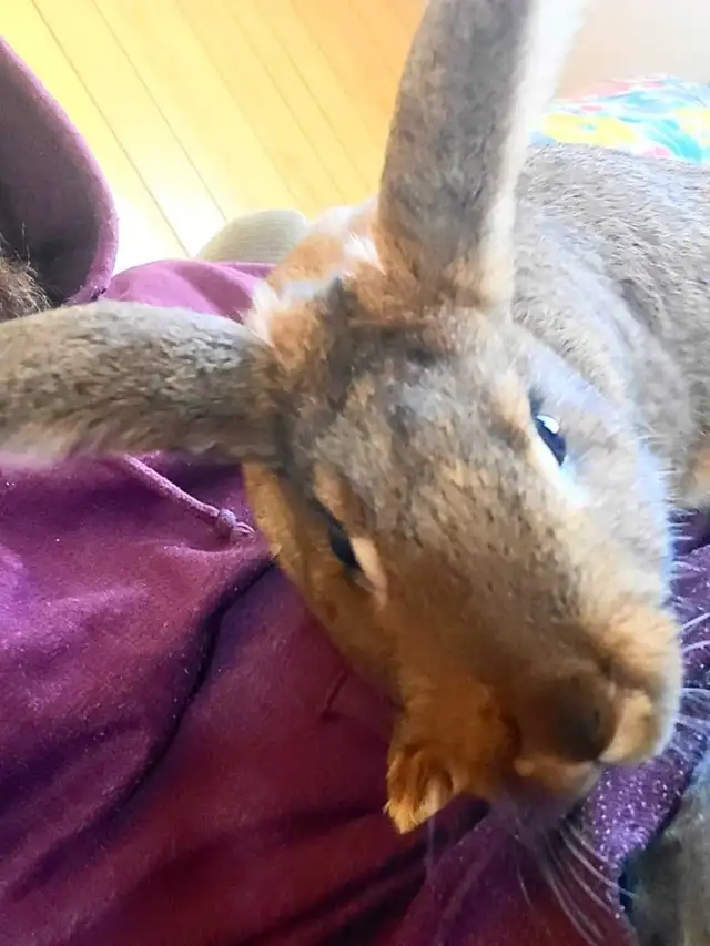 WILL TAKE ANY RABBITS BEING GIVEN AWAY! - Photo 2