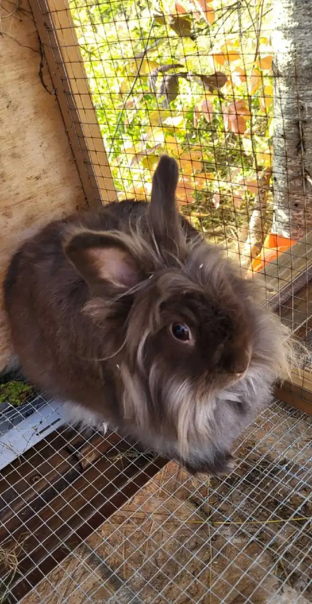 WILL TAKE ANY RABBITS BEING GIVEN AWAY! - Photo 3