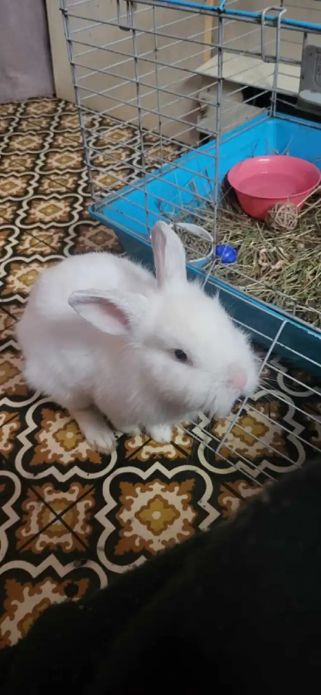 WILL TAKE ANY RABBITS BEING GIVEN AWAY! - Photo 4