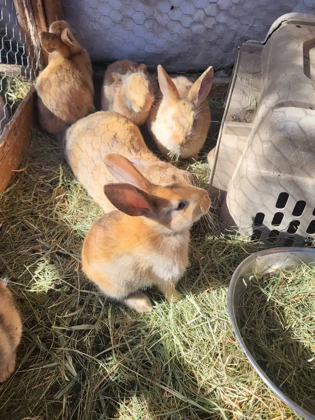 WILL TAKE ANY RABBITS BEING GIVEN AWAY! - Photo 5