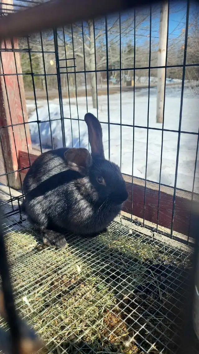 WILL TAKE ANY RABBITS BEING GIVEN AWAY! - Photo 6
