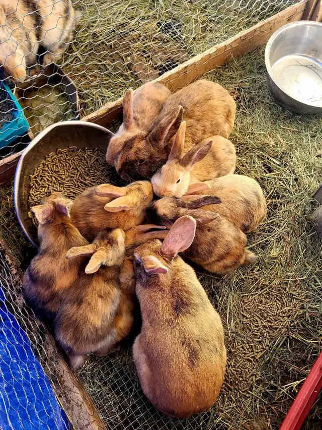 WILL TAKE ANY RABBITS BEING GIVEN AWAY! - Photo 7