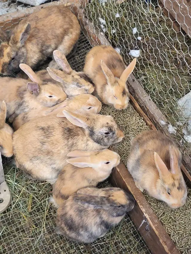 WILL TAKE ANY RABBITS BEING GIVEN AWAY! - Photo 8