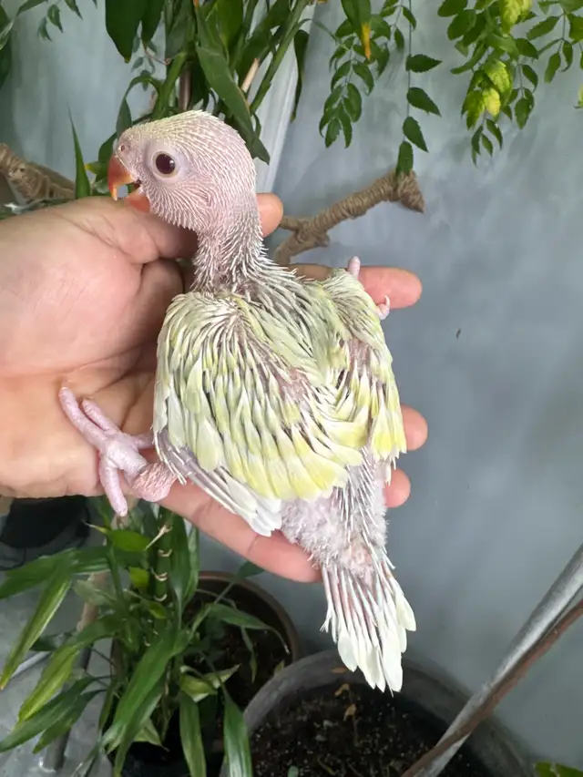 Indian ringneck babies (lacewing Male)