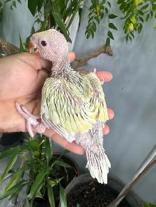 Indian ringneck babies (lacewing Male)