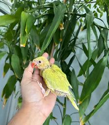 Indian ringneck babies (lacewing Male) - Photo 2